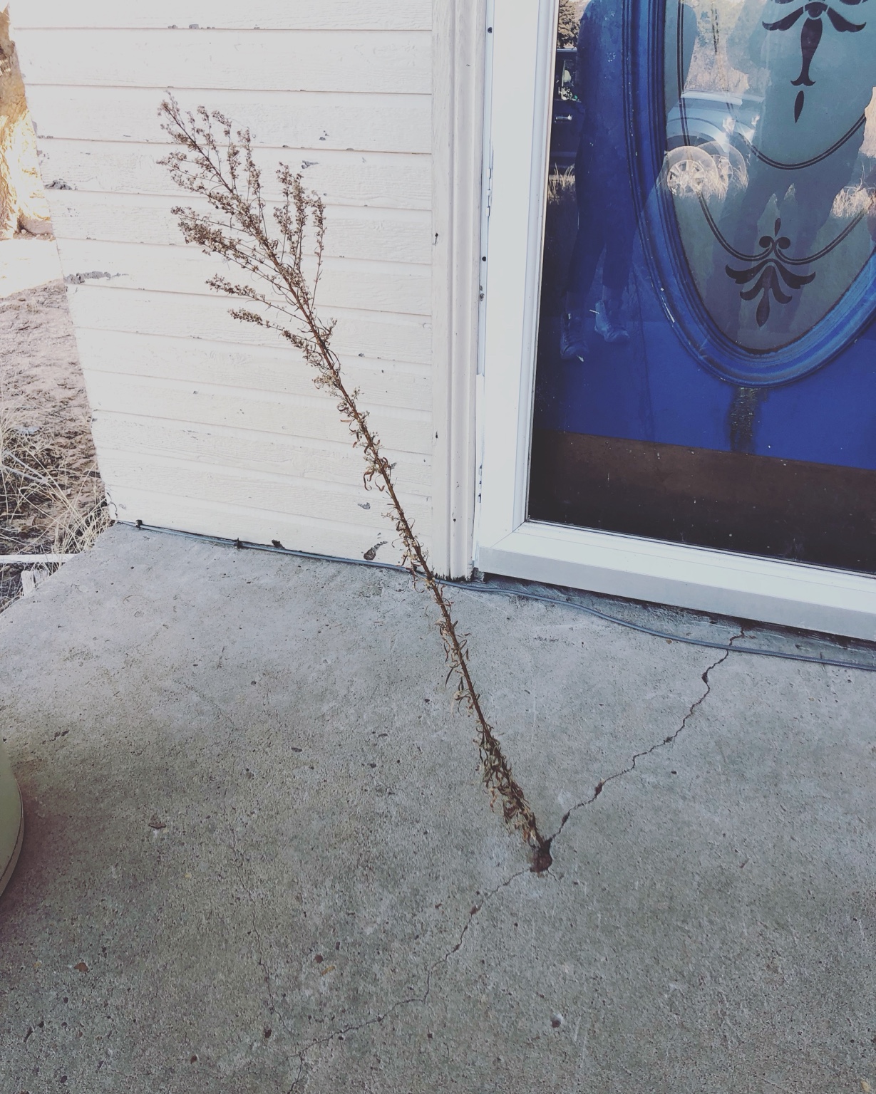 A resilient weed growing through a crack in a concrete porch